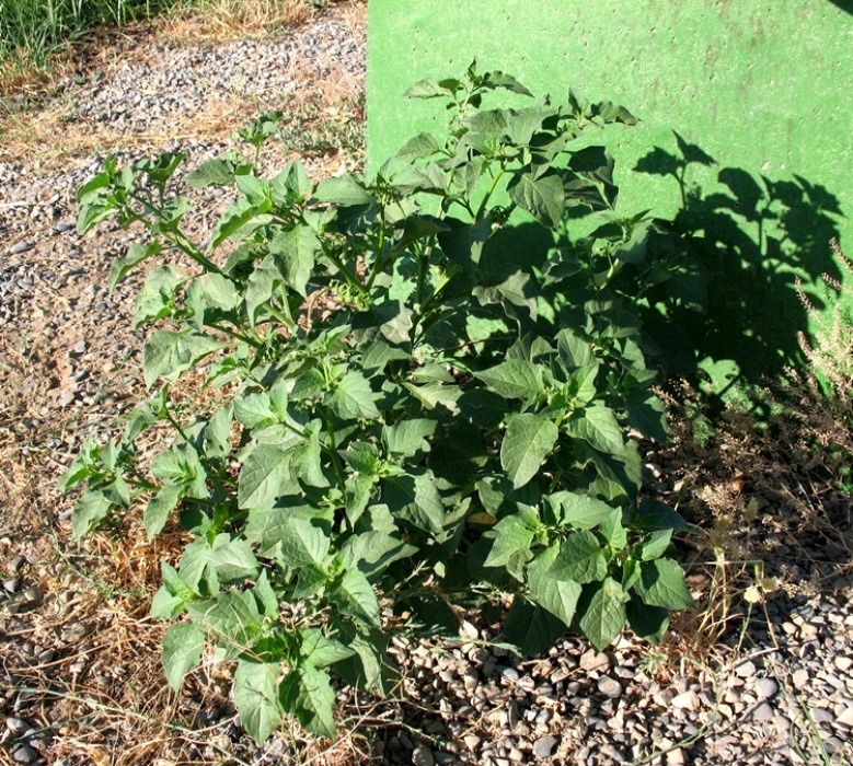 Изображение особи Solanum nigrum.