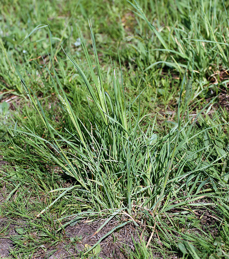 Image of Dactylis glomerata specimen.