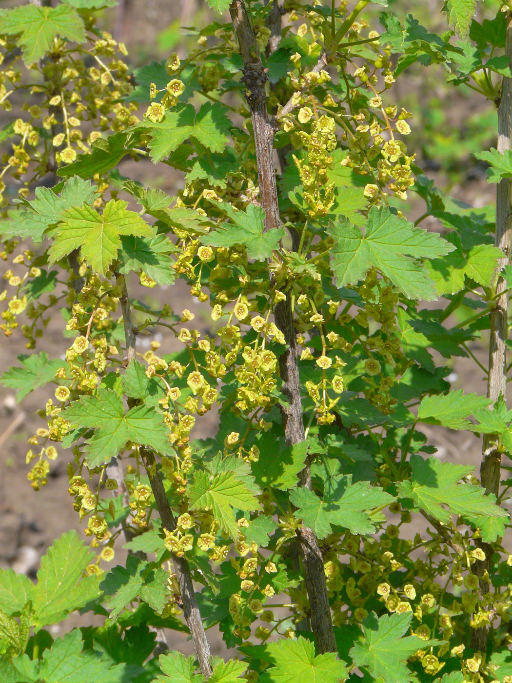 Image of Ribes rubrum specimen.