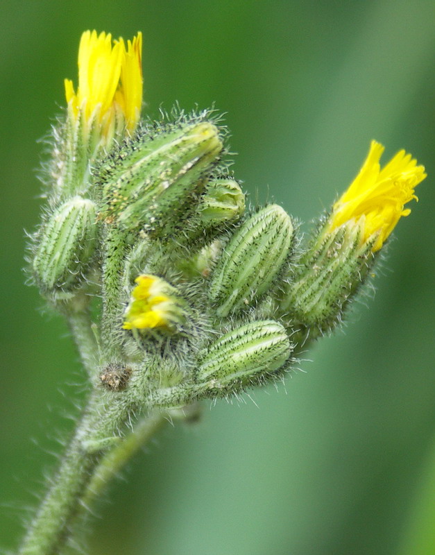 Изображение особи Pilosella caespitosa.