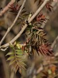 Sorbaria sorbifolia. Часть ветви с молодыми листьями. Санкт-Петербург, пос. Можайский. 03.05.2009.