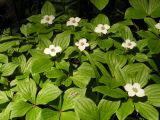 Chamaepericlymenum canadense. Верхушки цветущих растений. Хабаровский край, Ванинский р-н, окр. пос. Высокогорный. 21.06.2012.