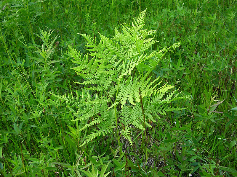 Изображение особи Pteridium pinetorum.