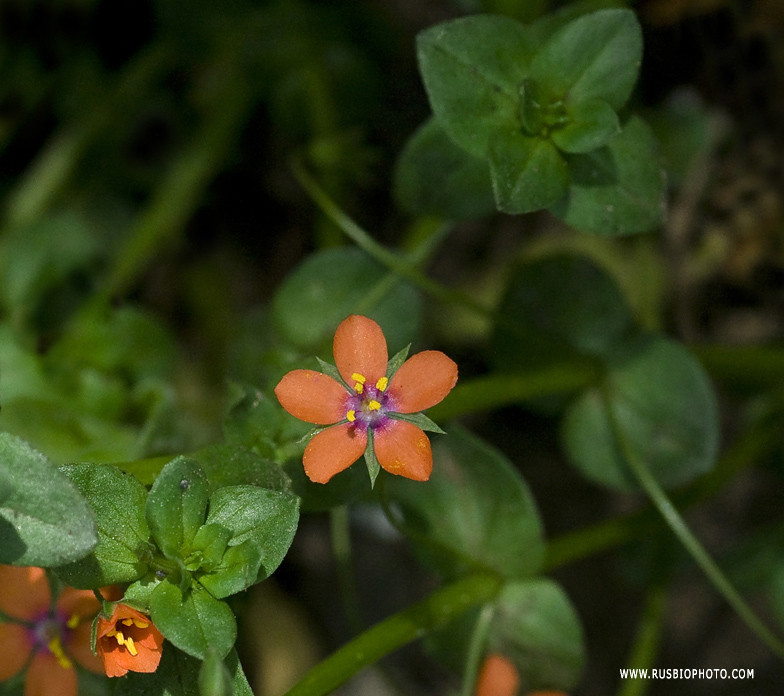 Изображение особи Anagallis arvensis.