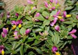 Polygala chamaebuxus