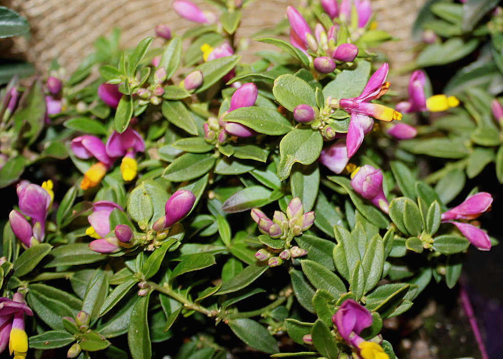 Image of Polygala chamaebuxus specimen.