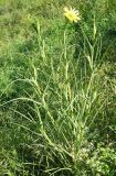 Tragopogon dubius