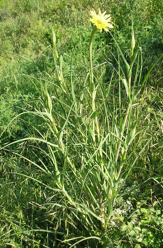 Изображение особи Tragopogon dubius.