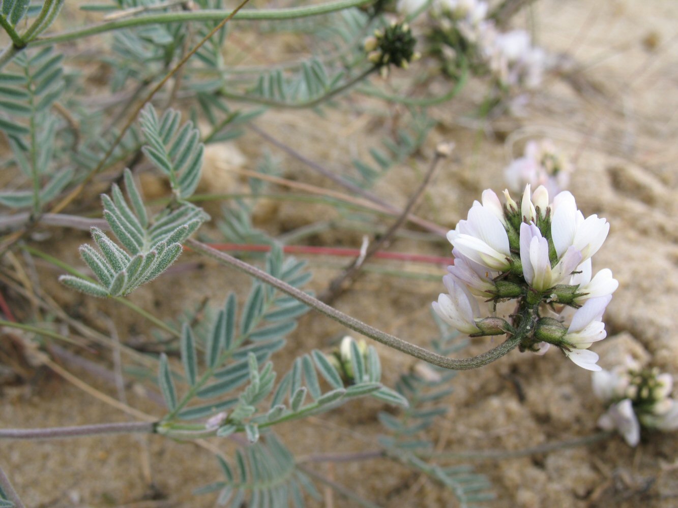 Изображение особи Astragalus olchonensis.