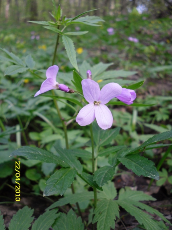 Image of Cardamine quinquefolia specimen.