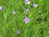 Campanula altaica. Цветки. Тамбовская обл., Петровский р-н, ур. Еропкино, 22.05.2010.