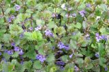 Glechoma hederacea. Цветущие растения. Тамбовская обл., Петровский р-н, дер. Новая Васильевка, луг. 03.05.2013.