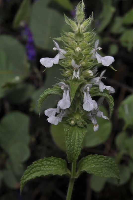 Image of Stachys plumosa specimen.