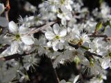 genus Prunus
