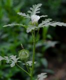 Hibiscus trionum