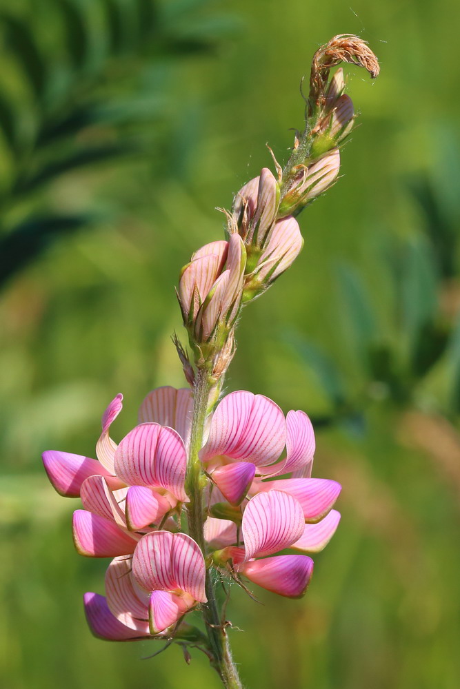 Изображение особи Onobrychis viciifolia.