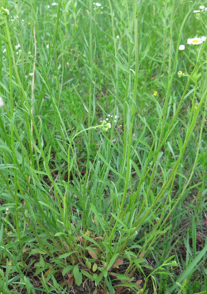 Изображение особи Erigeron strigosus.