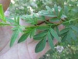 Syringa protolaciniata