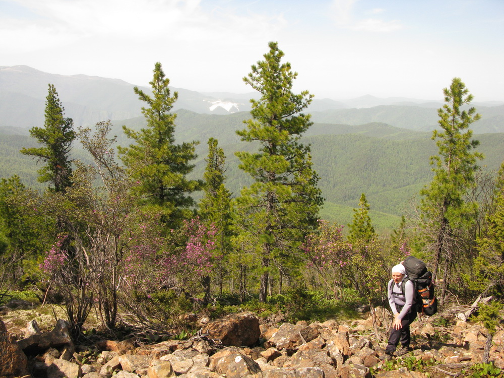 Image of Pinus sibirica specimen.