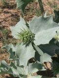 Eryngium maritimum. Соцветие в бутонах, окруженное листочками обёртки. Крым, Ленинский р-н, окр. г. Щелкино, Русская бухта, песчаный пляж. 19 июня 2013 г.