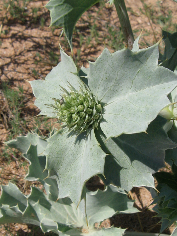 Изображение особи Eryngium maritimum.