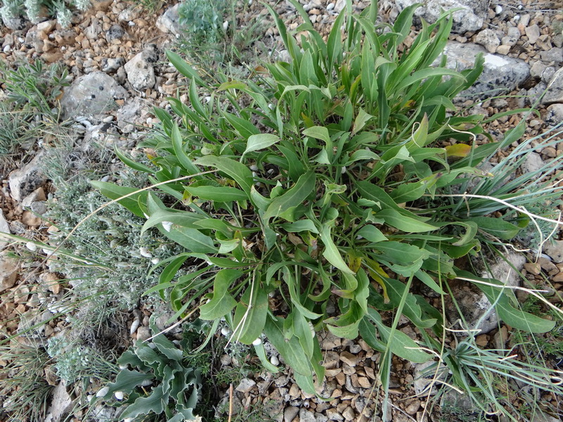 Изображение особи Cephalaria coriacea.