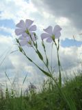 Linum nervosum. Верхушка цветущего растения. Краснодарский край, Кущёвский р-н, остепенённый склон у хут. Полтавский. 06.06.2009.