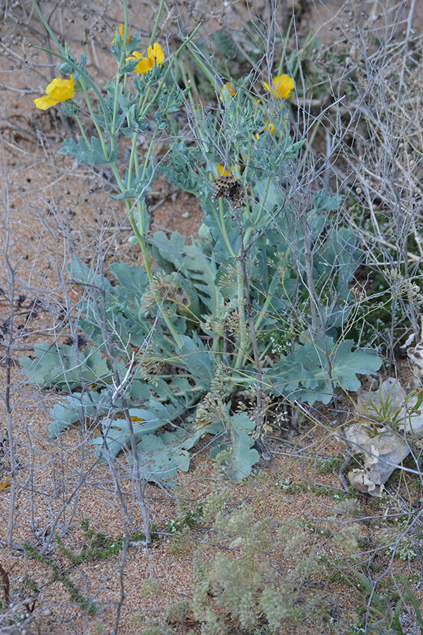 Изображение особи Glaucium flavum.