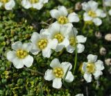 Diapensia obovata. Цветки. Камчатский край, вулкан Горелый. 26.07.2013.