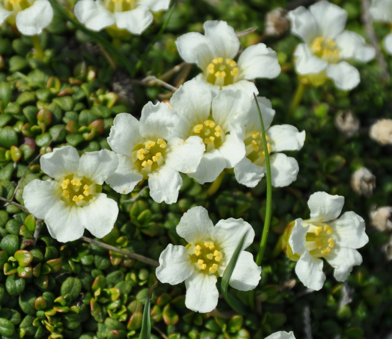 Image of Diapensia obovata specimen.