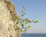 Pulicaria dysenterica