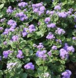 Ageratum houstonianum