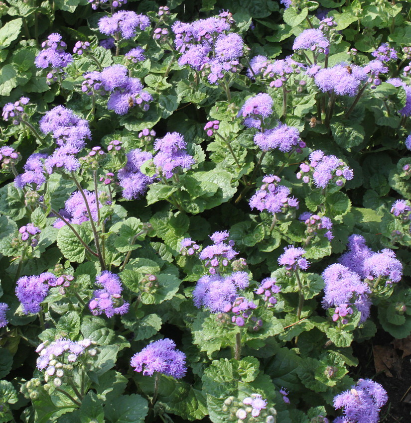 Image of Ageratum houstonianum specimen.