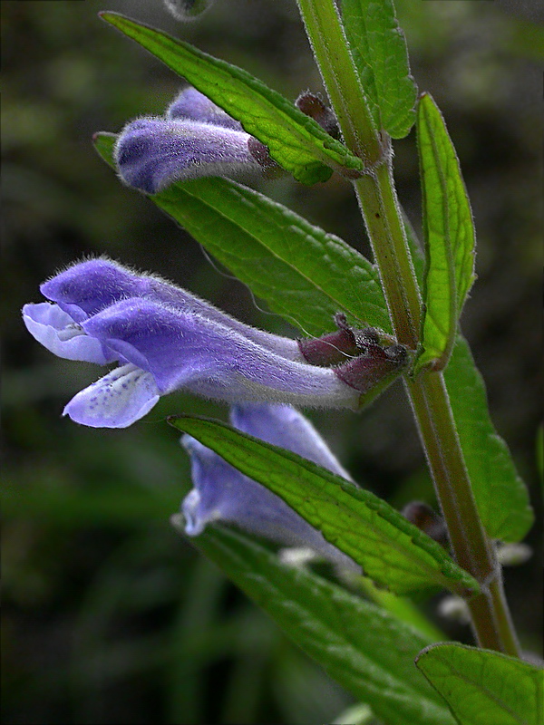 Image of Scutellaria galericulata specimen.