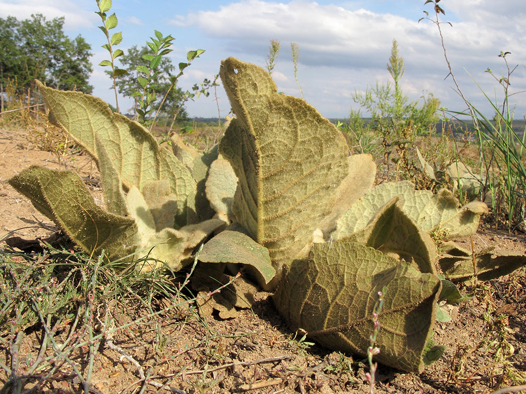 Изображение особи Verbascum thapsus.