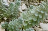 Linum lanuginosum