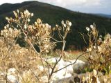 Odontarrhena obtusifolia