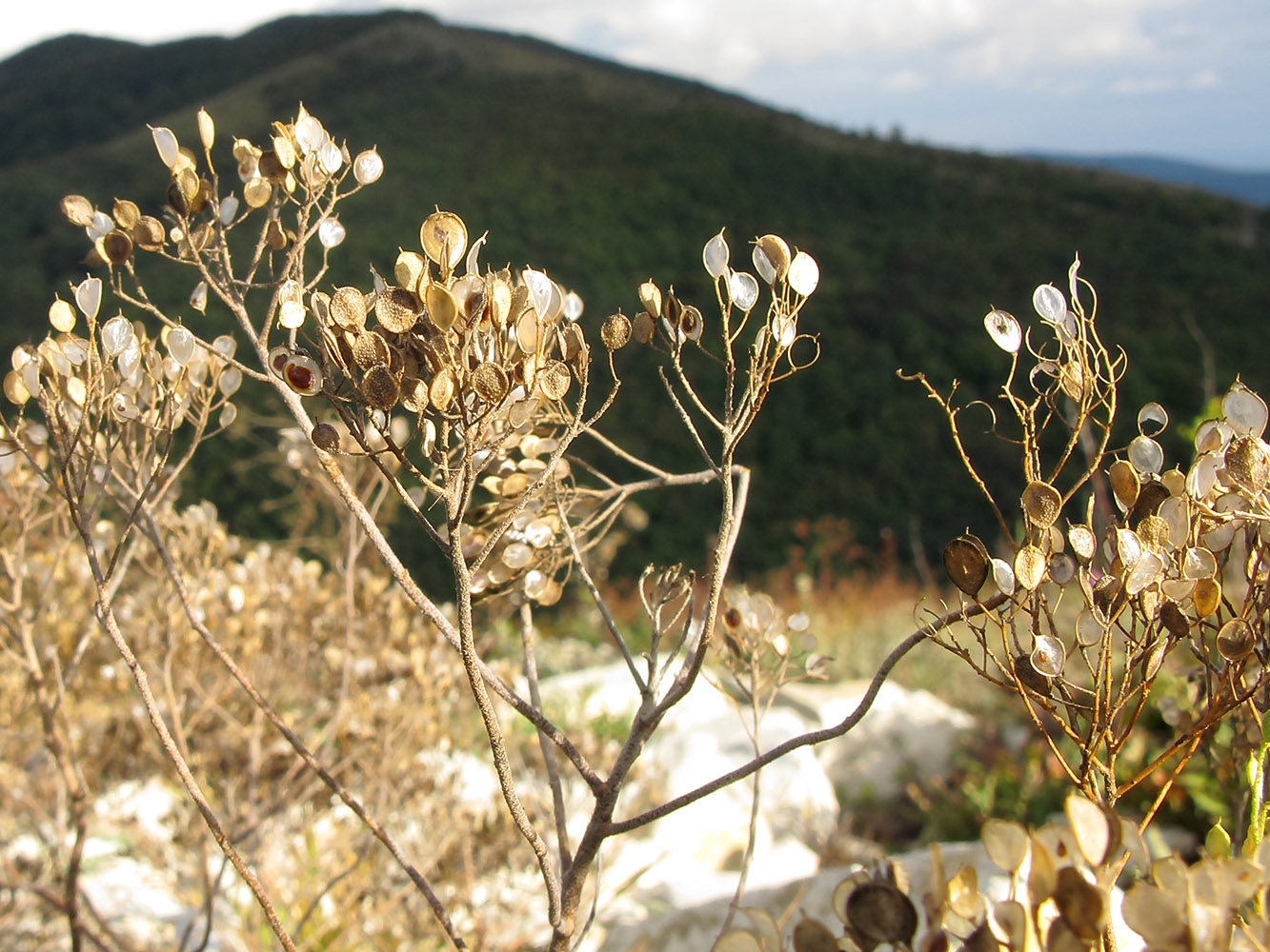 Image of Odontarrhena obtusifolia specimen.