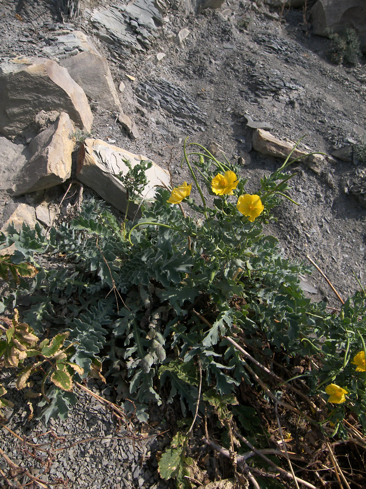 Изображение особи Glaucium flavum.