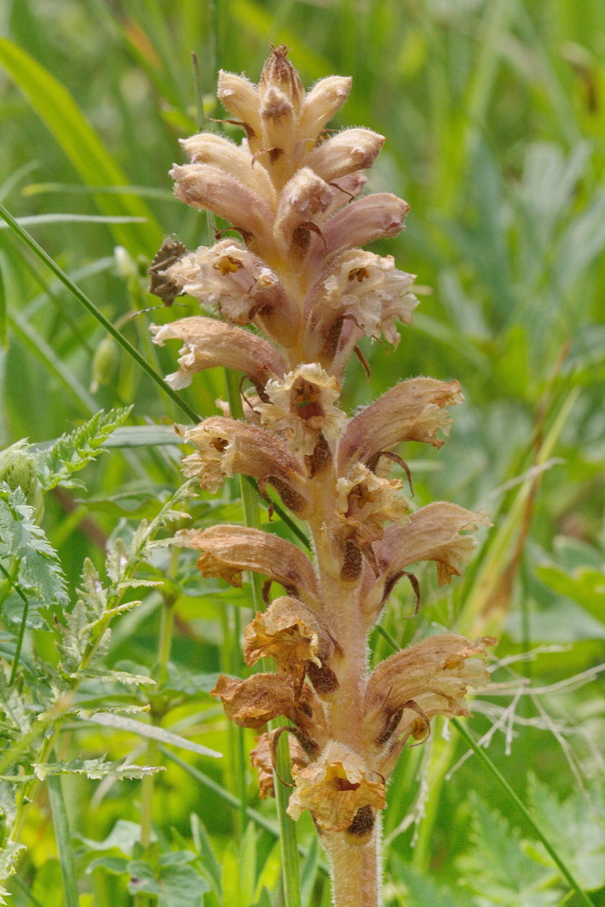 Image of genus Orobanche specimen.