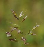 genus Trisetum