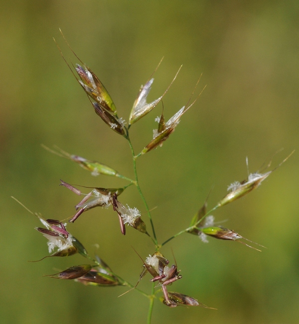 Изображение особи род Trisetum.