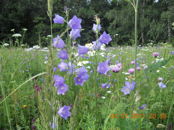 Image of Campanula persicifolia specimen.