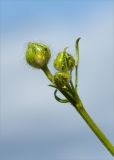 Ranunculus polyanthemos