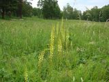 Pedicularis incarnata. Цветущие растения на лесном лугу. Иркутская обл., окр. залива Иркутского вдхр. 10.07.2013.