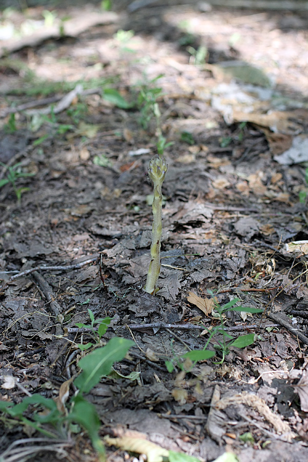 Image of genus Orobanche specimen.