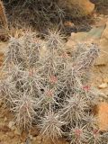 Echinocereus brandegeei