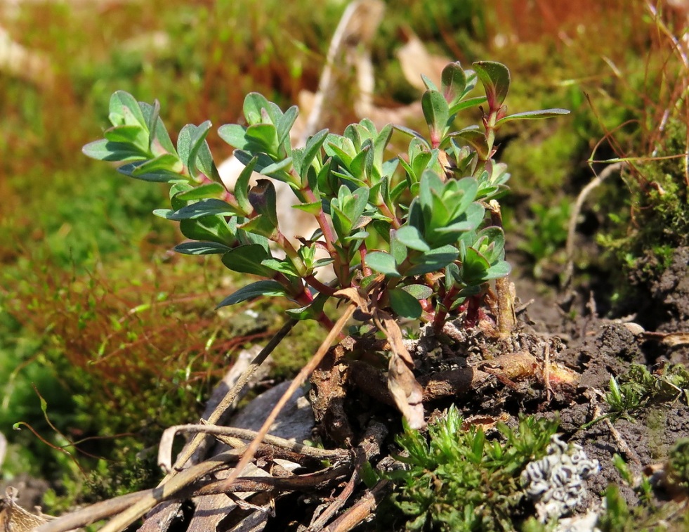 Image of Hypericum perforatum specimen.