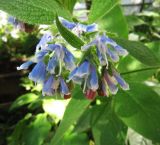 genus Symphytum