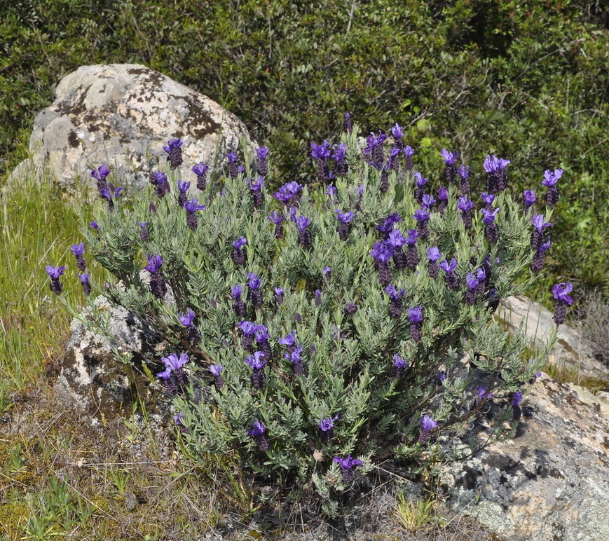 Изображение особи Lavandula stoechas.